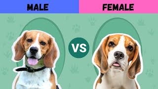 Female Dogs vs Male Dogs Shocking Differences That Will Amaze You [upl. by Krys]