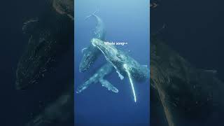 Le chant des baleines marine whale biology ocean [upl. by Zinnes]