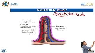 Animal Nutrition  Assimilation amp Egestion Homeostatic Control of Blood Glucose [upl. by Adlesirg]