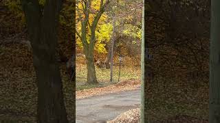 Whitetailed Deer along the street [upl. by Benildis825]