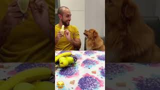 Sorry 😂🐕🇺🇸pet funny dog foryou asmr [upl. by Adnauq590]