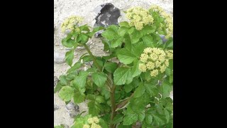 I LOVE WILD HERBS horse parsley Smyrnium olusatrum [upl. by Attelrac]