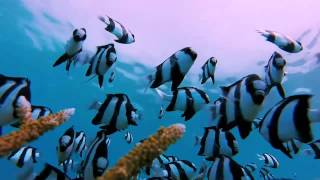 Humbug Damselfish Tricked With GoPro [upl. by Pietrek151]