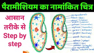 पैरामीशियम का नामांकित चित्र  paramecium ka namankit chitra  how to draw paramecium diagram easily [upl. by Enyrat489]