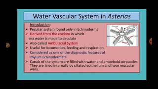 Water Vascular System in Asterias Star Fish [upl. by Hareenum396]