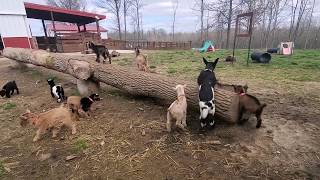 Jumping Nigerian dwarf goats are super fun and adorable [upl. by Mcnamara332]