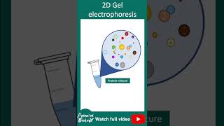 2D gel electrophoresis  1 min biotechniques [upl. by Benisch930]