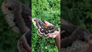 Cecropia Moth Handling [upl. by Aleira]