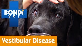 How To Treat Your Dog From Vestibular Disease  Pet Health [upl. by Attenwad643]