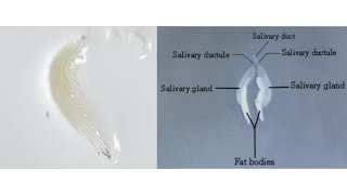 Salivary glands dissection of 3rd instar Drosophila sp larva [upl. by Eeresid]