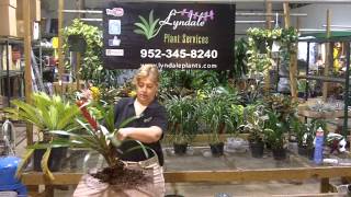 Lyndale Plant Services Bromeliad Propogation [upl. by Ruben559]