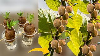 How to Grow Kiwi Plants From Kiwi Fruit  How to Grow Kiwi From Seed  Growing Kiwi Plants [upl. by Orual]