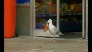 Sam the seagull stealing Doritos [upl. by Euqimod]