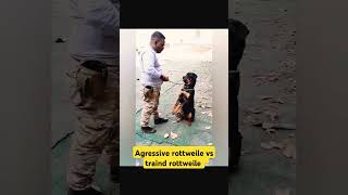 Agressive rottweile vs traind rottweile session 244 shorts [upl. by Mikaela]