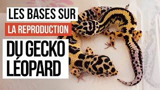 REPRODUCTION gecko léopard  Les femelles sont pires que des poules [upl. by Aelanna]