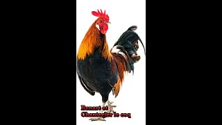 Le Roman de Renart Renart et Chantecler le coq [upl. by Laroc]