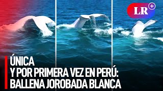 Piura BALLENA JOROBADA totalmente BLANCA fue VISTA por PRIMERA VEZ en PERÚ  LR [upl. by Wallace]