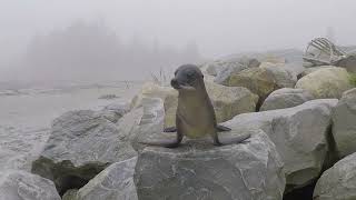 Foggy at the Beach [upl. by Nonnah550]