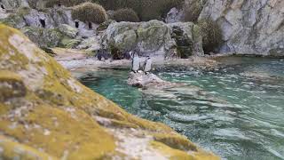 Pinguine schwimmen im Wasser Land Felsen Tiergarten Zoo Schönbrunn [upl. by Durtschi705]