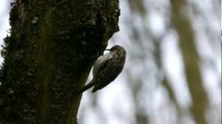 Eurasian Treecreeper or Common Treecreeper Certhia familiaris  Waldbaumläufer [upl. by Serge704]