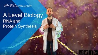 RNA and Protein Synthesis  A Level Biology [upl. by Aisan]