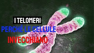 I telomeri perché le cellule invecchiano [upl. by Spiro699]