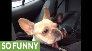 French Bulldog puppy throws cutest tantrum ever [upl. by Jacynth943]