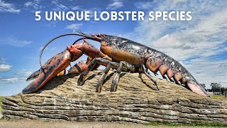 Discovering 5 Unique Lobster Species [upl. by Aldas489]