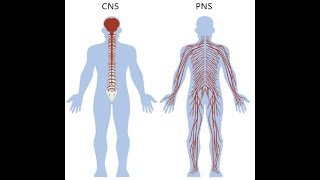 Biology for Engineers Module 3 CNS amp PNS vtu biologyforengineers be [upl. by Neenahs738]