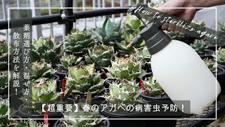 【超重要】春のアガベの病害虫予防！薬剤の選び方・混ぜ方・散布方法を解説！ [upl. by Neve72]