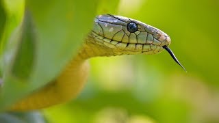 Jamesons mamba Dendroaspis jamesoni  venomous snakes from Africa by Living Zoology [upl. by Pagas752]