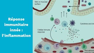 La réponse immunitaire innée  linflammation  Première Spécialité SVT [upl. by Sumaes364]