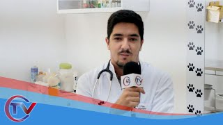 Saiba mais sobre o dia mundial da medicina veterinária [upl. by Carlock]