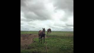 Colleen Shanks  The Monaghan Jig [upl. by Ahsetal]