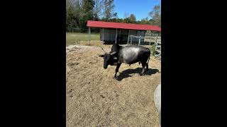 Petting Zoo Ocala FL [upl. by Bartolemo]