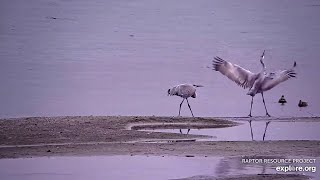 A happy sandhill craneMississippi River 密西西比河 2024 11 04 [upl. by Phelips]