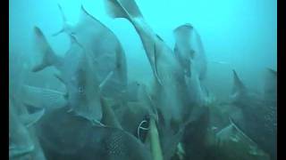 Great Barrier Reef fish survey 7434 Green zone Barcoo Bank highlight [upl. by Suzanne262]