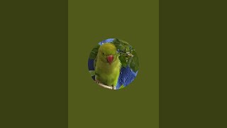 CUTE PARROT  Bhutku and Chutku is live [upl. by Rinum]