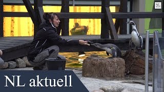 Neue Pinguinanlage im Spreeweltenbad Lübbenau eröffnet [upl. by Melquist589]