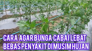 PERAWATAN CABAI RAWIT MASA GENERATIF DI MUSIM HUJAN  AGAR CABAI BEBAS PENYAKIT DAN BERBUNGA LEBAT [upl. by Arhaz]