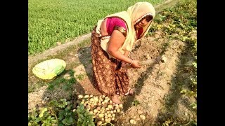 ALOO KI KACHORI RECIPE IN DESI STYLE आलू की कचौड़ीSWADIST ALOO KI KACHORI  Village Life Cooking [upl. by Madaras]