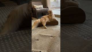 This is a two in one cat scratcher lounger [upl. by Gnol]