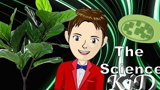 Chloroplasts  How Does Photosynthesis Work  The Science KID [upl. by Ycnay]