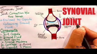 Synovial Joint [upl. by Wadleigh]