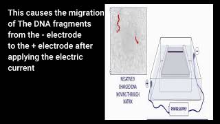 DNA gel electrophoresis [upl. by Locke]