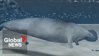 Ancient whale discovered in Peru is most massive animal in Earths history scientists say [upl. by Beckerman]