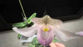 Paphiopedilum Delenatii Pink and alba form [upl. by Lynch]