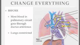 Fetal Circulation 5 [upl. by Adiarf646]