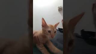 billi vlog cat vlog funny fyp freefire [upl. by Asiole]