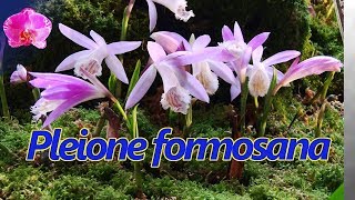 Pleione formosana orchid from high mountians [upl. by Frierson]